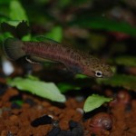 Betta albimarginata