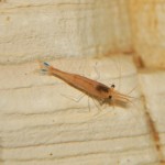 Caridina caerulea