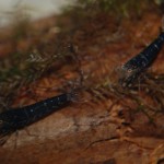 Schwarze Tigergarnele
