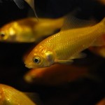 Goldfisch gelb