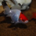 Goldfisch Schleierschwanz schwarz-weiß-rot