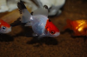 Goldfisch Schleierschwanz schwarz-weiß-rot