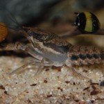 Procambarus dupratzi