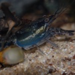 Procambarus dupratzi