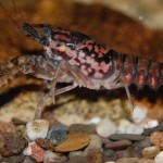 Procambarus enoplosternum