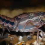 Procambarus dupratzi