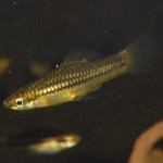 Xiphophorus pygmaeus