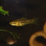 Xiphophorus pygmaeus