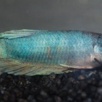 Betta splendens