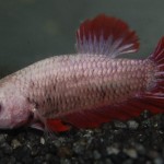 Betta splendens