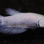 Betta splendens