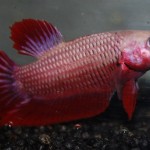 Betta splendens