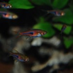 Rasbora espei