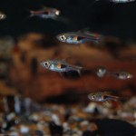 Rasbora hengeli