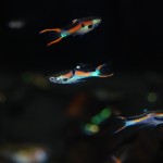 Endler Guppy