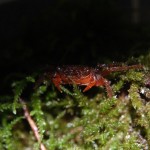 Geosesarma Borneo Red