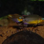 Pelvicachromis taeniatus nyete