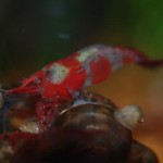 Rilli-Shrimp