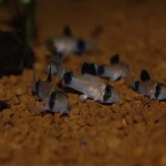 Corydoras panda