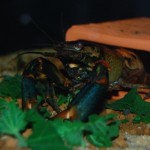 Cherax lorentzi