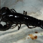 Cherax Black Tiger