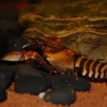 Cherax peknyi - Tiger