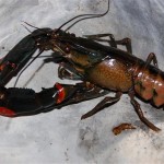 Cherax lorentzi