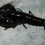 Cherax Black Tiger