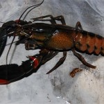 Cherax lorentzi