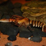 Cherax peknyi - Tiger