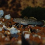 Rhinogobius rubromaculatus