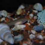 Rhinogobius rubromaculatus