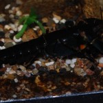 Cherax Black Tiger