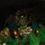 Cherax lorentzi