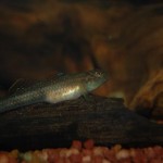 Rhinogobius leavelli