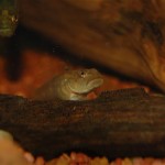 Rhinogobius leavelli