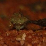 Rhinogobius leavelli