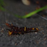 Caridina spinata NZ