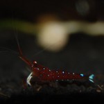 Caridina dennerli NZ