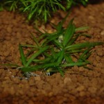 Vallisneria spec. Nano