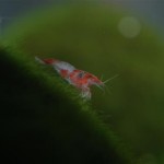 Rilli-Shrimp