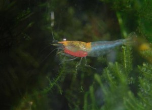 Rili tricolor