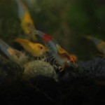 Rili - tricolor 2