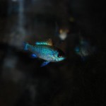 Mikrogeophagus ramirezi “Electric Blue”