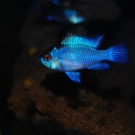 Mikrogeophagus ramirezi “Electric Blue”