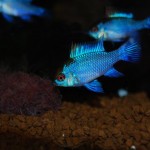 Mikrogeophagus ramirezi “Electric Blue”