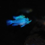 Mikrogeophagus ramirezi “Electric Blue”