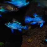 Mikrogeophagus ramirezi “Electric Blue”