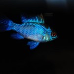 Mikrogeophagus ramirezi “Electric Blue”