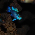 Mikrogeophagus ramirezi “Electric Blue”